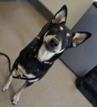 Penny -  Shepherd Dog for Adoption in Roseville, California - Penny | PetCurious