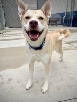 Marley -  Yellow Labrador Retriever and Husky Dog for Adoption in Kalamazoo, Michigan - Marley | PetCurious