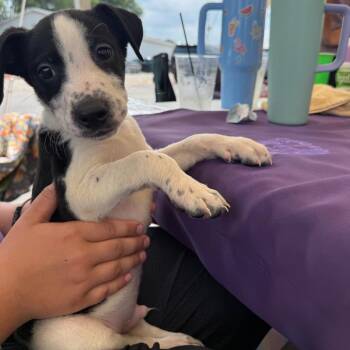 Freckles -  Poodle and Mixed Breed Dog for Adoption in Homewood, Illinois - Freckles | PetCurious