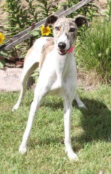 Rescue Greyhound and Coonhound Dogs for Adoption in Goshen, Indiana - Tess | PetCurious
