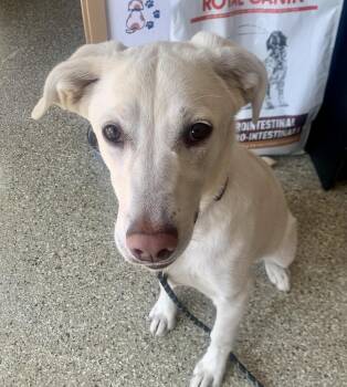 Honey -  Labrador Retriever and Golden Retriever Dog for Adoption in Leadville, Colorado - Honey | PetCurious