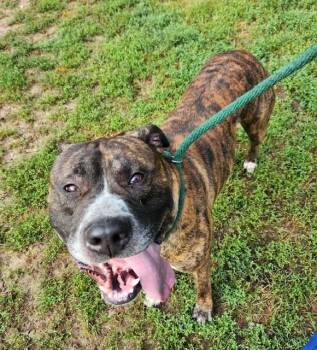 Geranimo -  Mastiff and Pit Bull Terrier Dog for Adoption in Houghton Lake, Michigan - Geranimo | PetCurious
