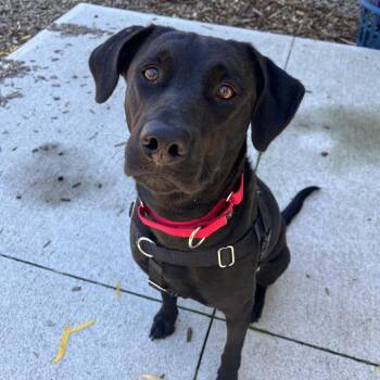 Dollie -  Black Labrador Retriever Dog for Adoption in Burlington, Ontario - Dollie | PetCurious