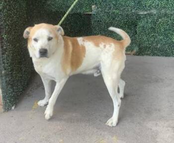 61073171 -  German Shepherd Dog and Mixed Breed Dog Available for Adoption in El Paso, Texas - 61073171 | PetCurious