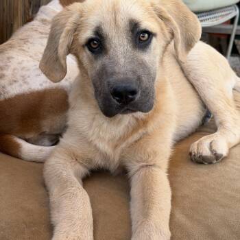 Walter -  Anatolian Shepherd Dog for Adoption in Los Angeles, California - Walter | PetCurious
