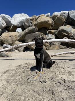 Rescue Siberian Husky and American Staffordshire Terrier Dogs for Adoption in Marina Del Rey, California - Dizzy - Courtesy Post | PetCurious