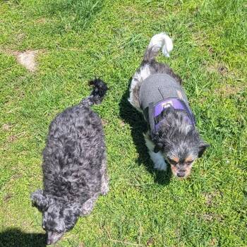 Cavalier King Charles Spaniel and Poodle Dogs Available for Adoption in Rochester, Minnesota - Ivy Bonded To Jasper | PetCurious