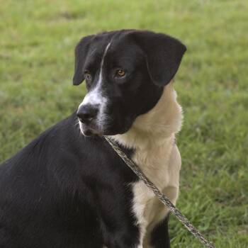 Gulliver -  Border Collie Dog for Adoption in Columbia, South Carolina - Gulliver | PetCurious