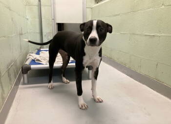 Rescue Mixed Breed Dogs for Adoption in Durham, North Carolina - Brooklyn | PetCurious