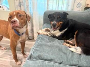 Mama Mae -  Australian Shepherd and Mixed Breed Dog for Adoption in Morristown, New Jersey - Mama Mae | PetCurious