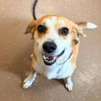 Bizzy -  Beagle Dog for Adoption in Belleville, Illinois - Bizzy | PetCurious