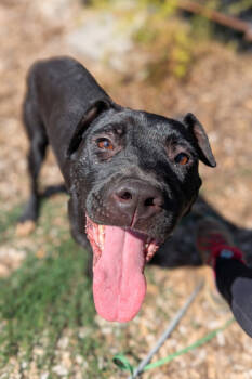 Rescue Mixed Breed Dogs for Adoption in Cincinnati, Ohio - Pipette | PetCurious