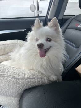 Rescue Pomeranian Dogs for Adoption in Wildomar, California - Miss Leila | PetCurious