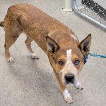 Mixed Breed Dogs Available for Adoption - 103073 | PetCurious