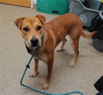 BRODY -  Labrador Retriever and Mixed Breed Dog for Adoption in Albuquerque, New Mexico - BRODY | PetCurious