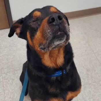Rottweiler Dogs Available for Adoption - Henry Sr | PetCurious