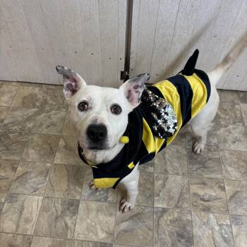 Rescue Terrier Dogs for Adoption in Pilot Point, Texas - Roman | PetCurious