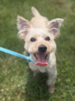 Prince -  Yorkshire Terrier and Miniature Schnauzer Dog for Adoption in Mahwah, New Jersey - Prince | PetCurious