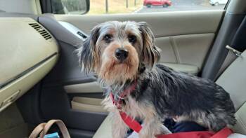 Nikki -  Yorkshire Terrier Dog for Adoption in Zuni, Virginia - Nikki | PetCurious