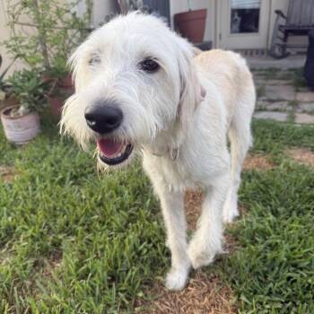 Bellamy (Benefactor Puppy) -  Yellow Labrador Retriever and Standard Poodle Dog for Adoption in New Orleans, Louisiana - Bellamy (Benefactor Puppy) | PetCurious