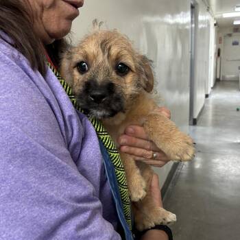 Matt -  Pit Bull Terrier and Shih Tzu Dog for Adoption in Long Beach, California - Matt | PetCurious