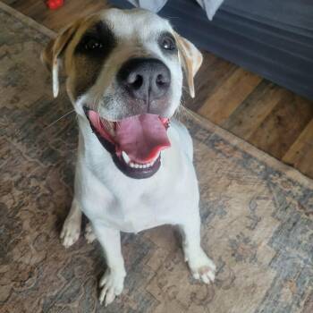 Wishbone -  Terrier and Mixed Breed Dog for Adoption in Kingsville, Texas - Wishbone | PetCurious