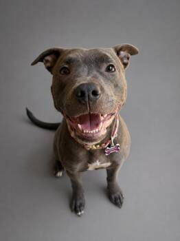 Nova -  American Staffordshire Terrier Dog for Adoption in Hardeeville, South Carolina - Nova | PetCurious