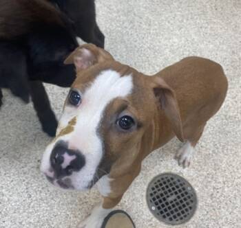 Rescue Mixed Breed Dogs for Adoption in Houston, Texas - BUTTERCUP | PetCurious