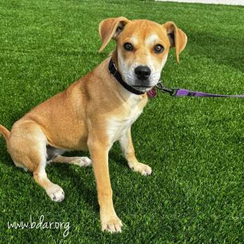 Mandi -  Mixed Breed Dog for Adoption in Cheyenne, Wyoming - Mandi | PetCurious