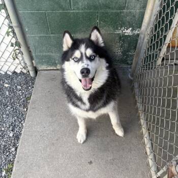 Logan -  Husky Dog for Adoption in Ridgely, Maryland - Logan | PetCurious