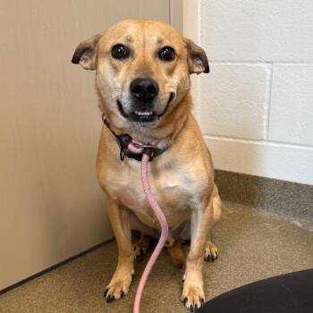 Bentley -  Mixed Breed Dog for Adoption in Council Bluffs, Iowa - Bentley | PetCurious