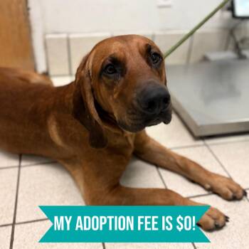 Elvis -  Mixed Breed Dog for Adoption in Charleston, West Virginia - Elvis | PetCurious
