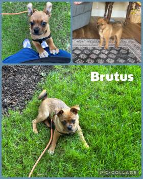 Brutus -  Chihuahua and Pug Dog for Adoption in Newberg, Oregon - Brutus | PetCurious