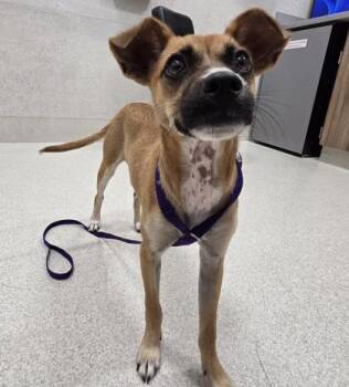 Ellen -  Terrier and Mixed Breed Dog for Adoption in Honolulu, Hawaii - Ellen | PetCurious