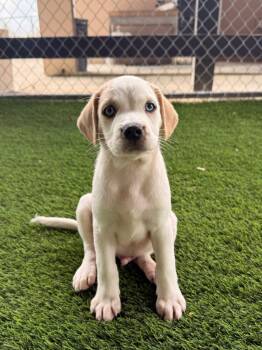 Golden Boy -  Mixed Breed Dog for Adoption in New York, New York - Golden Boy | PetCurious