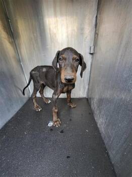 SPANKY -  Doberman Pinscher Dog for Adoption in San Antonio, Texas - SPANKY | PetCurious