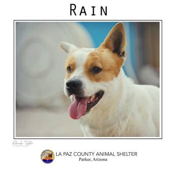 Rescue Australian Cattle Dog Blue Heeler and Pit Bull Terrier Dogs for Adoption in Parker, Arizona - Rain | PetCurious