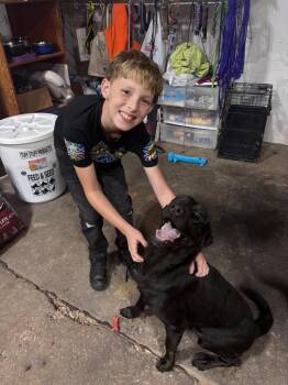 Polly -  Labrador Retriever Dog for Adoption in Rootstown, Ohio - Polly | PetCurious