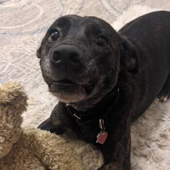 Ophelia -  Mixed Breed Dog for Adoption in Gainesville, Florida - Ophelia | PetCurious