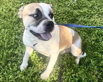 Pit Bull Terrier and Mixed Breed Dogs Available for Adoption in Houston, Texas - NEO | PetCurious