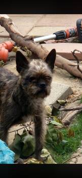 Owner Passed- for Rescue or adoption -  Brussels Griffon Dog for Adoption in Torrance, California - Owner Passed- For Rescue Or Adoption | PetCurious