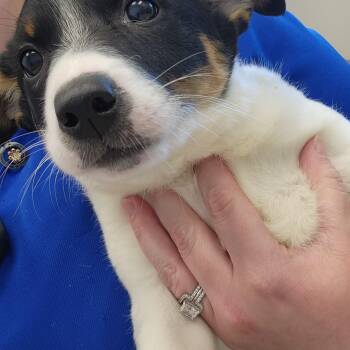 Jack Russell Terrier and Australian Cattle Dog Blue Heeler Dogs Available for Adoption in Liberty, Missouri - Pistol Annie | PetCurious