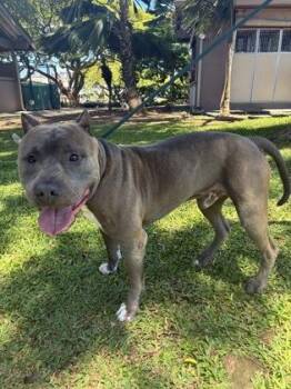 Ta ke -  Fox Terrier and Mixed Breed Dog for Adoption in Honolulu, Hawaii - Ta Ke | PetCurious