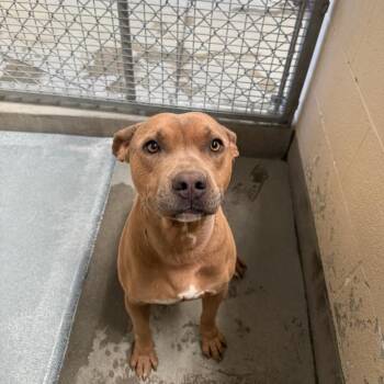 Pit Bull Terrier Dogs Available for Adoption in Yucca Valley, California - Moose | PetCurious