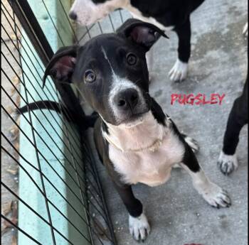 Pugsley -  Rat Terrier and Pit Bull Terrier Dog for Adoption in Fort Pierce, Florida - Pugsley | PetCurious