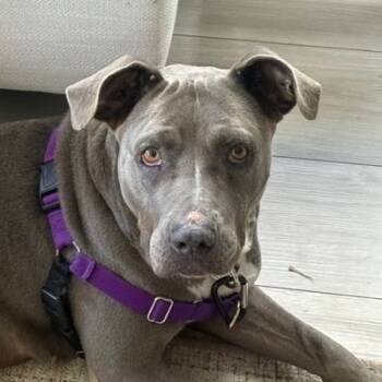 Rescue Pit Bull Terrier Dogs for Adoption in Los Angeles, California - Eliana | PetCurious