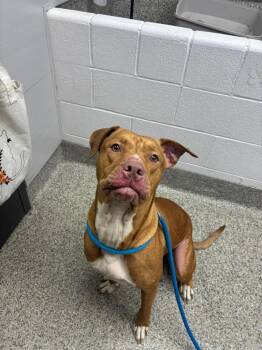 Terrier Dogs Available for Adoption in Van Wert, Ohio - Marsali | PetCurious