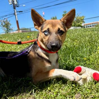 Mixed Breed Dogs Available for Adoption in Westhampton, New York - Momo | PetCurious