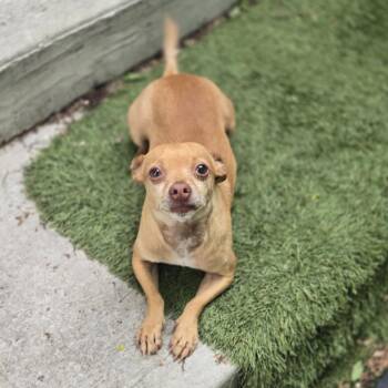 Chihuahua Dogs Available for Adoption in Mansfield, Texas - Romeo | PetCurious