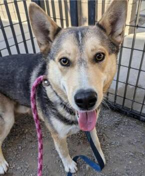 German Shepherd Dog Dogs Available for Adoption in Tucson, Arizona - Grady | PetCurious